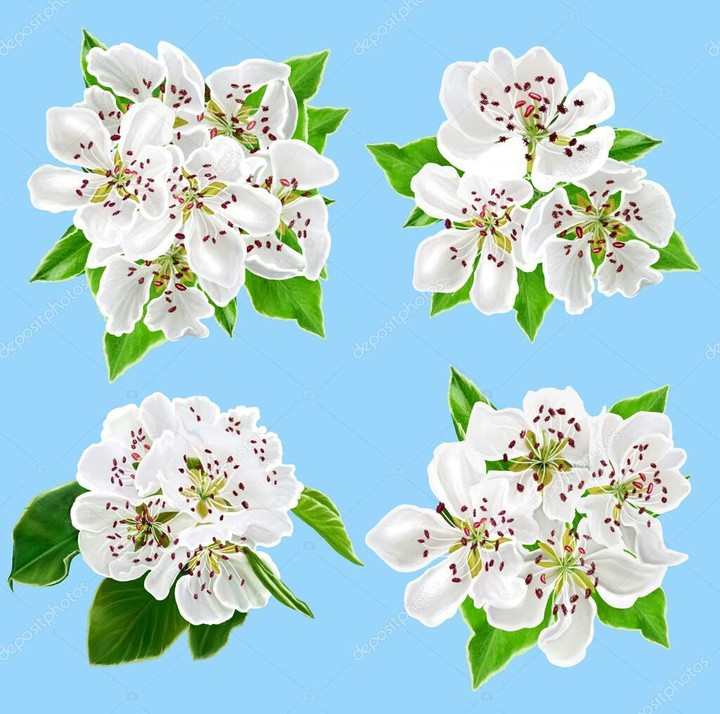 White cherryblossom