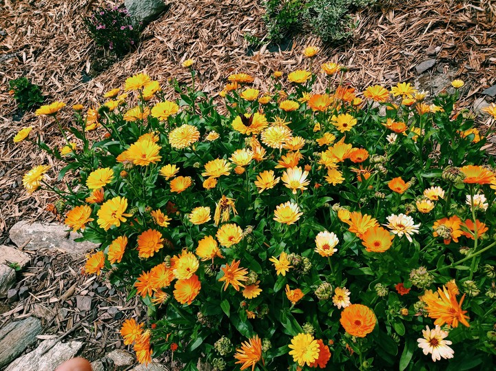 Flowers