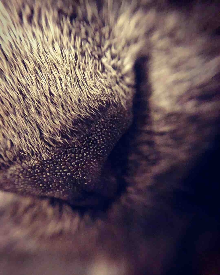 Кошачий носик