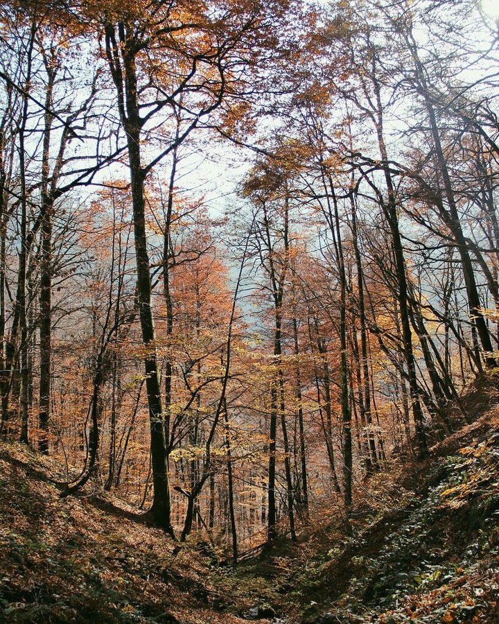 Золотая осень