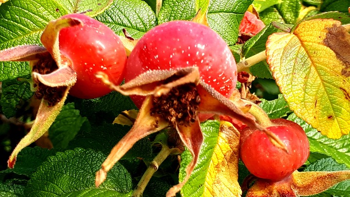 rosehip