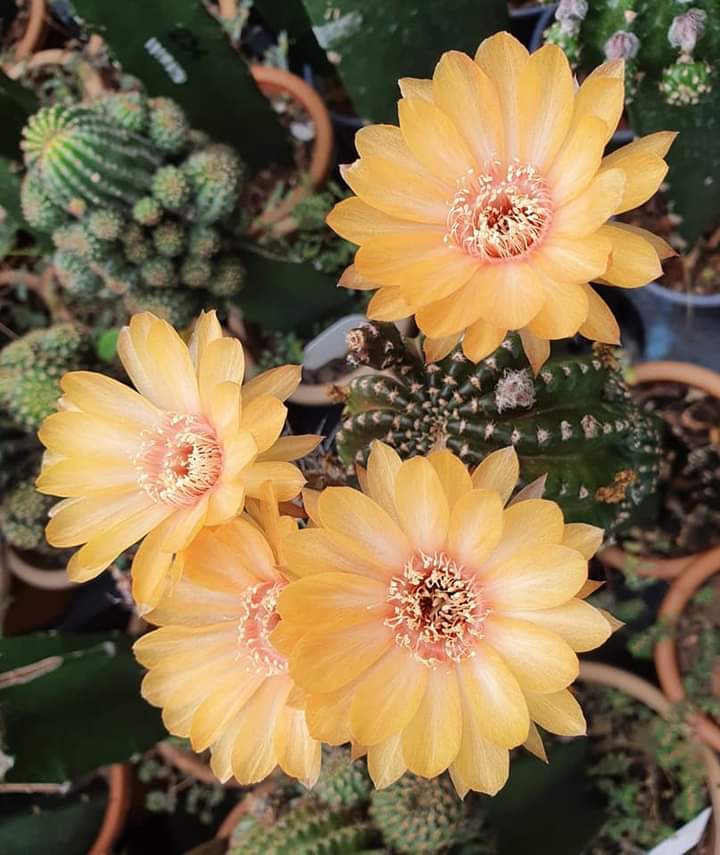 Cactus
