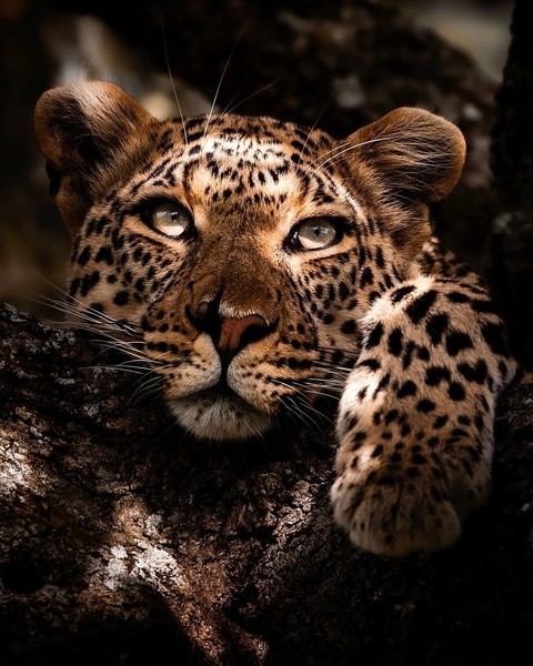 Felidae, Carnivores, Whiskers