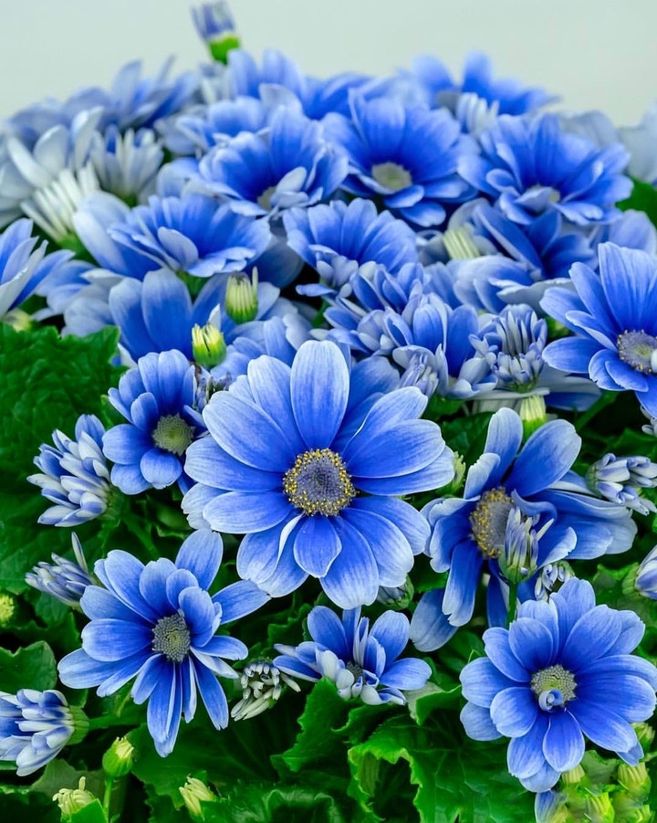 Blue