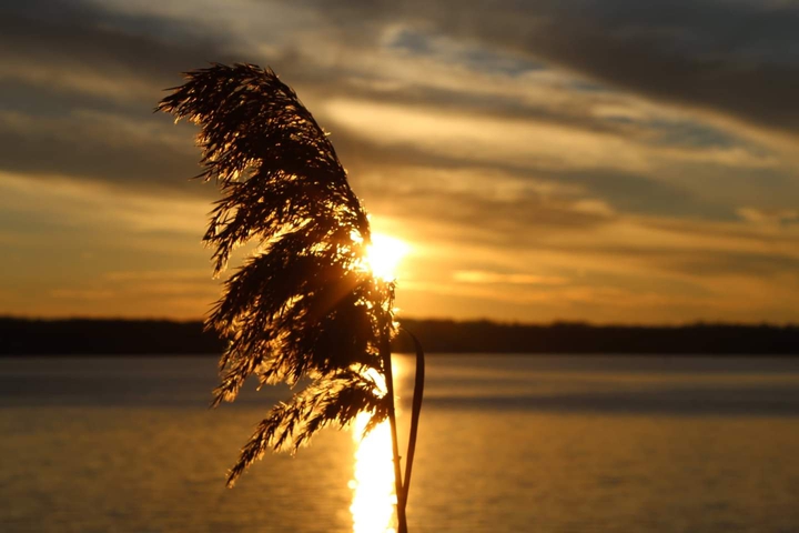 Sunset Common Reed