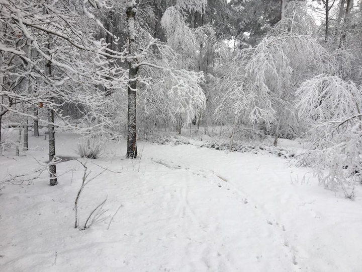 ik was aan het wandelen in het bos en het was helemaal wit