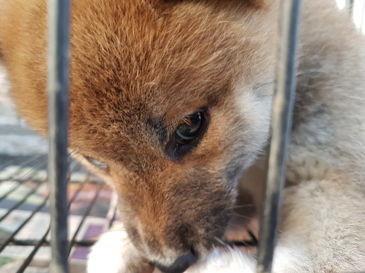 柴犬