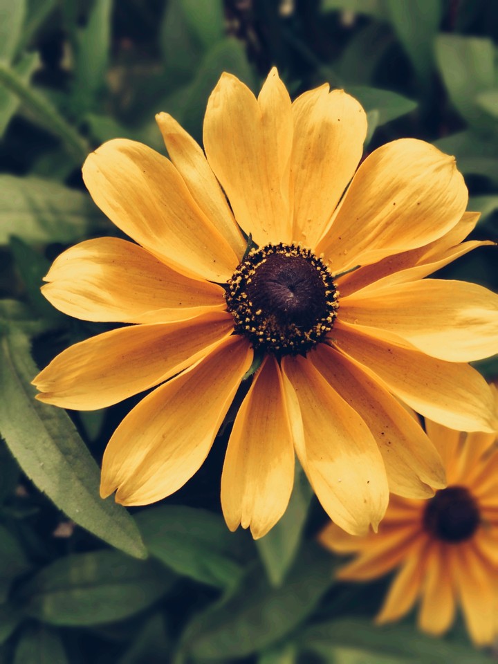 Sunflower