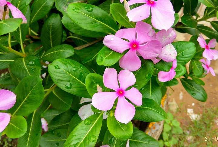 flowers