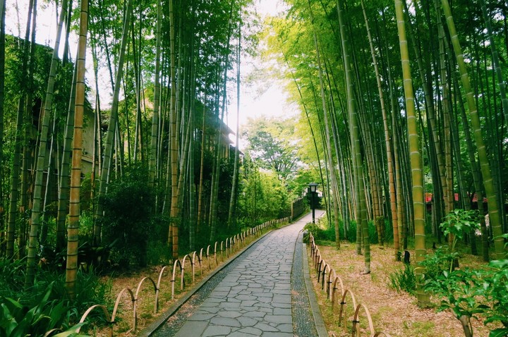 竹林の小径