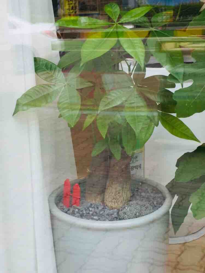 어느꽃