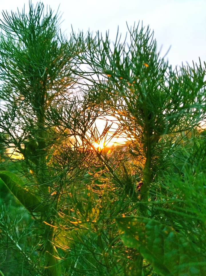 #green #sun