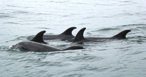 тапети cetacea, tucuxi
