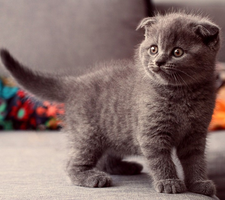 Baby Cat