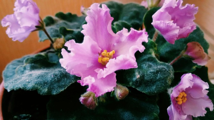 purple violet