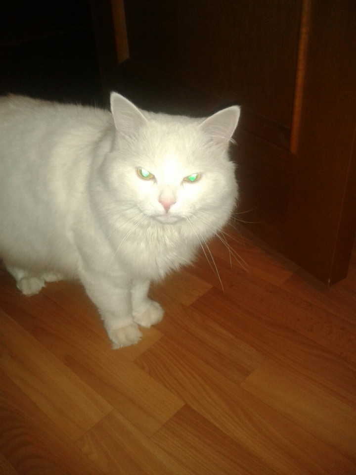 кошак