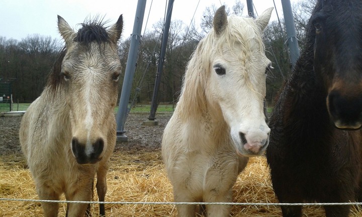 princesse horse