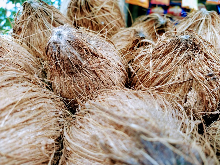 coconut
