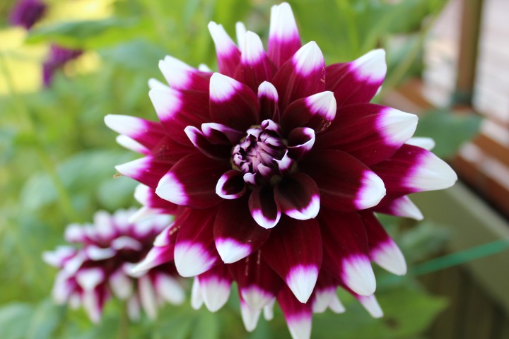 fioletowa dalia