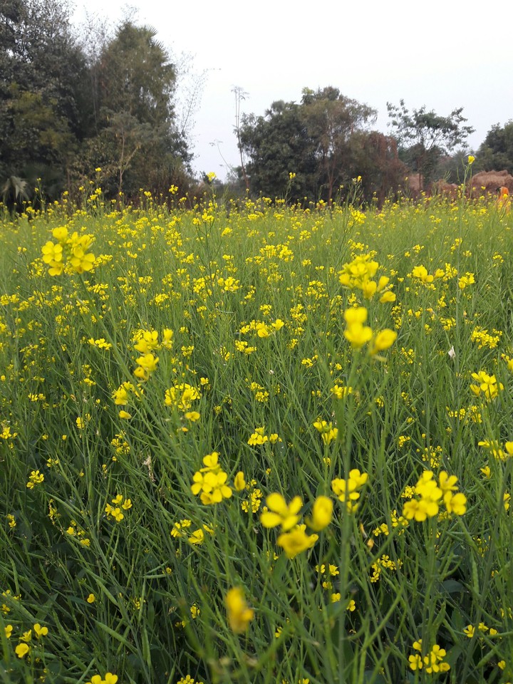 flower