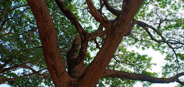 tree