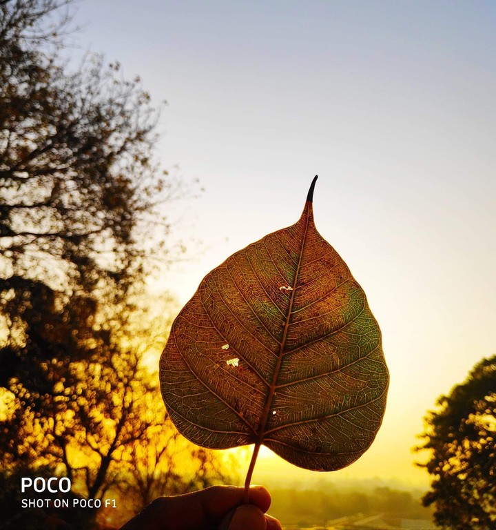 leaf