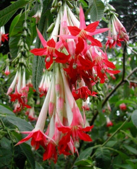 Fuchsia