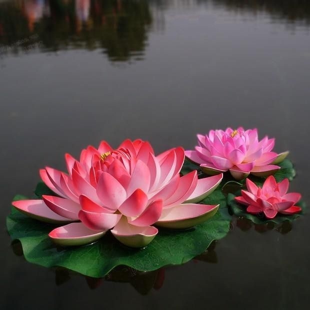water Lilly