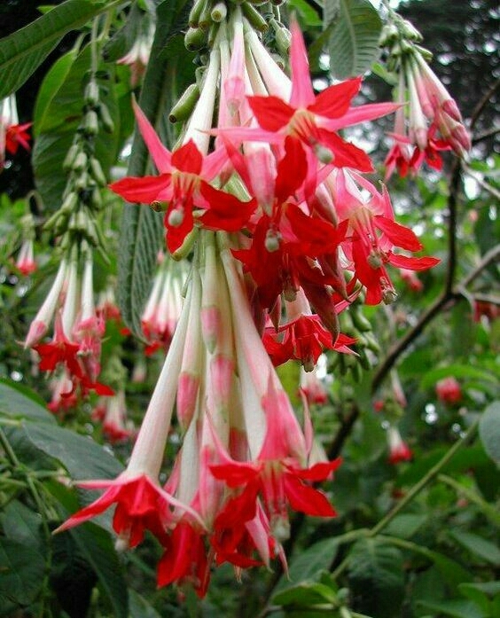 Fuchsia