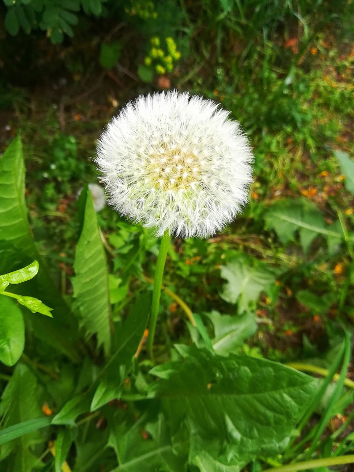 Dandelion