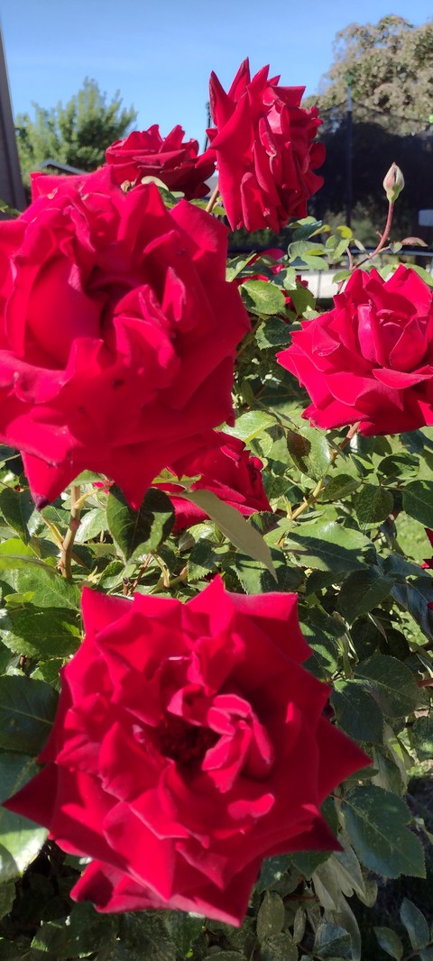 Rose Season