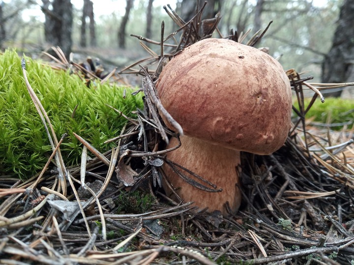 mushroom