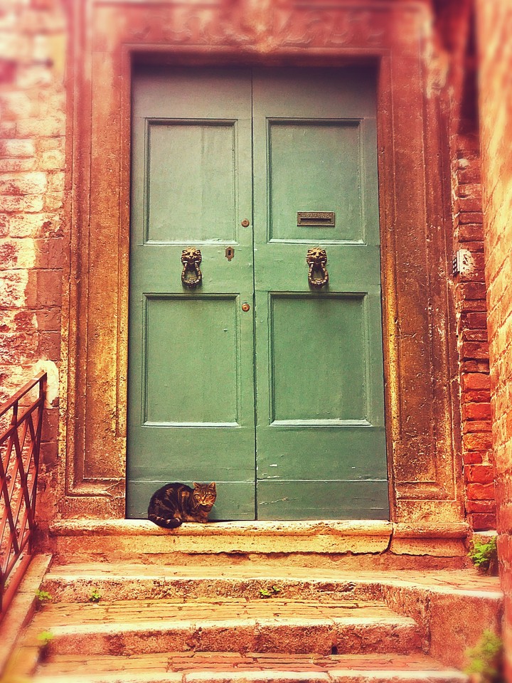 Cat relaxing
