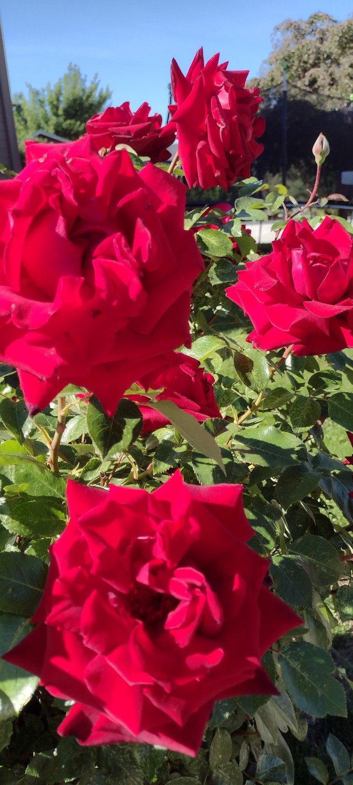Rose Season