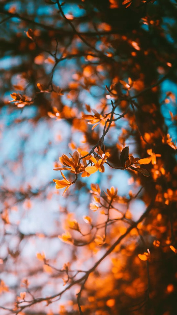 orange tree