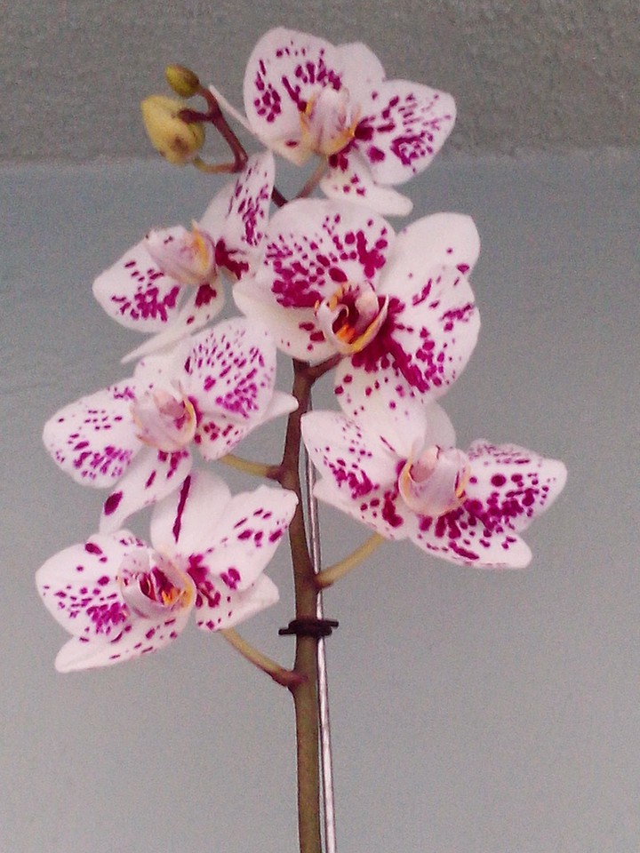Orquídea de mi jardín