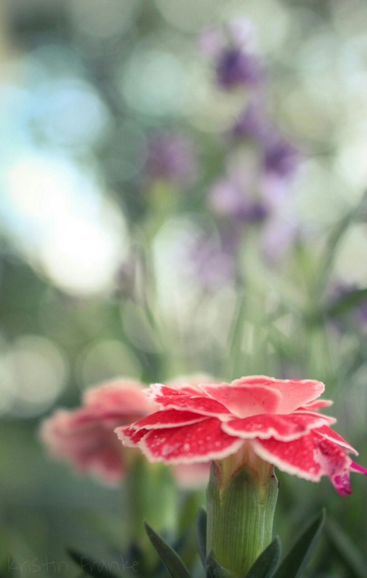 Lovely flowers