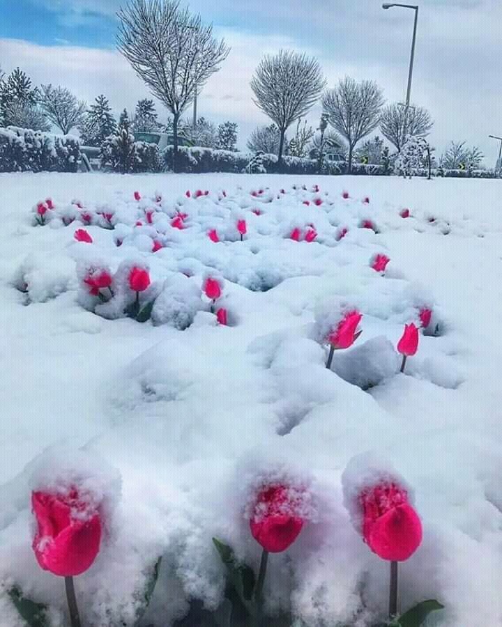 spring snow flows over roses