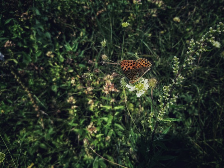 Butterfly