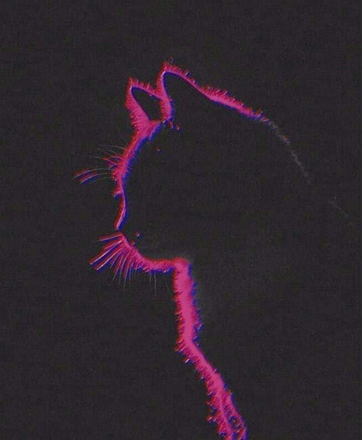 ⁦(=^･ｪ･^=)⁩