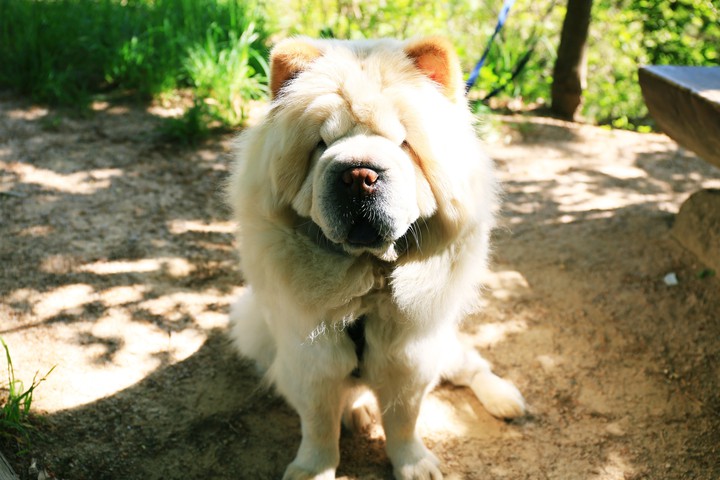 Dog(Chow Chow)
