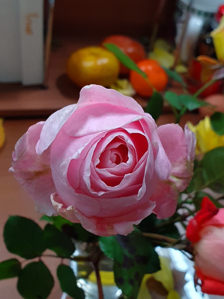 rose