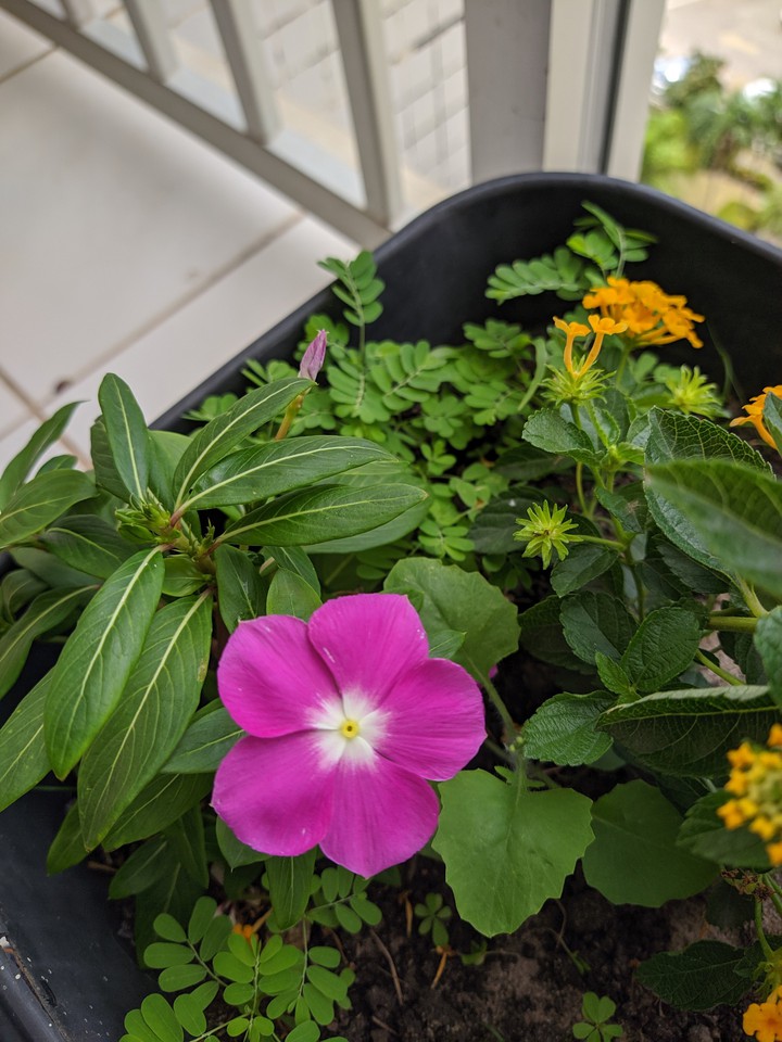 I love flower