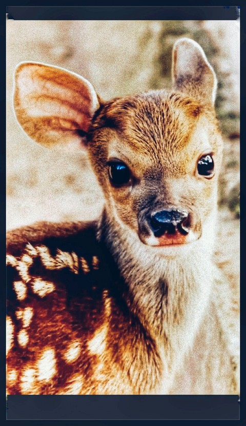 Cute deer
