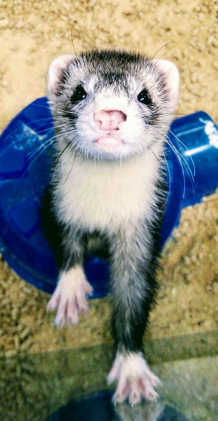 Ferret