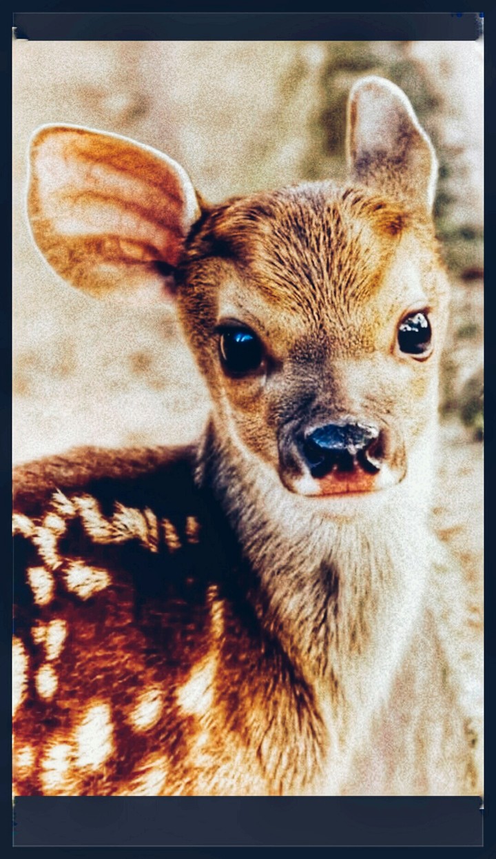 Cute deer