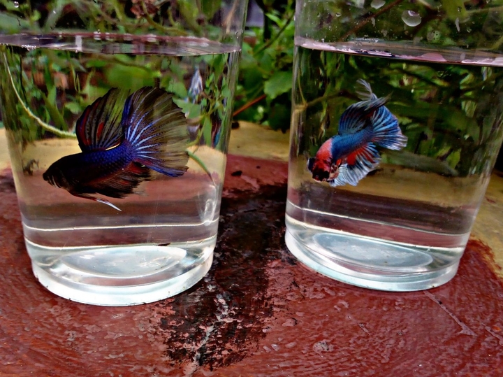 Betta fish