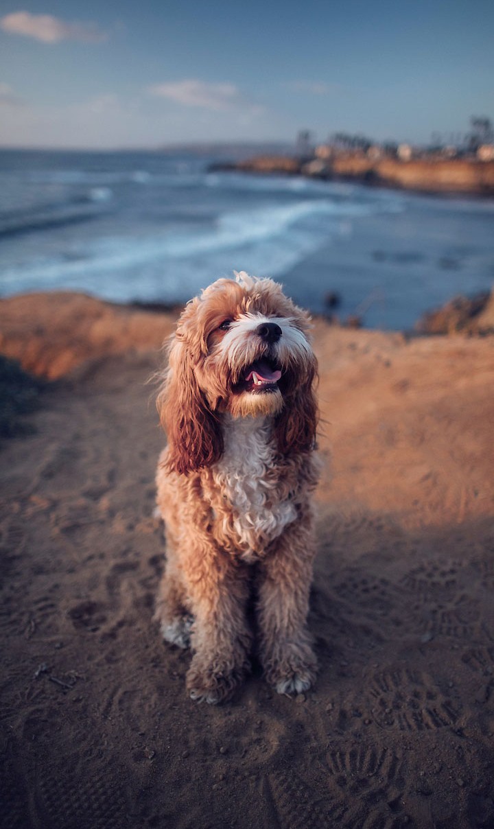 Summer dog
