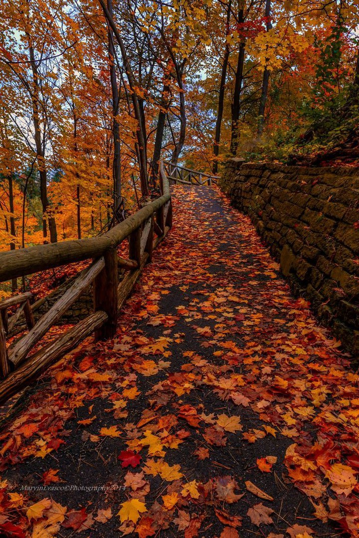 path strewn with maple leaves