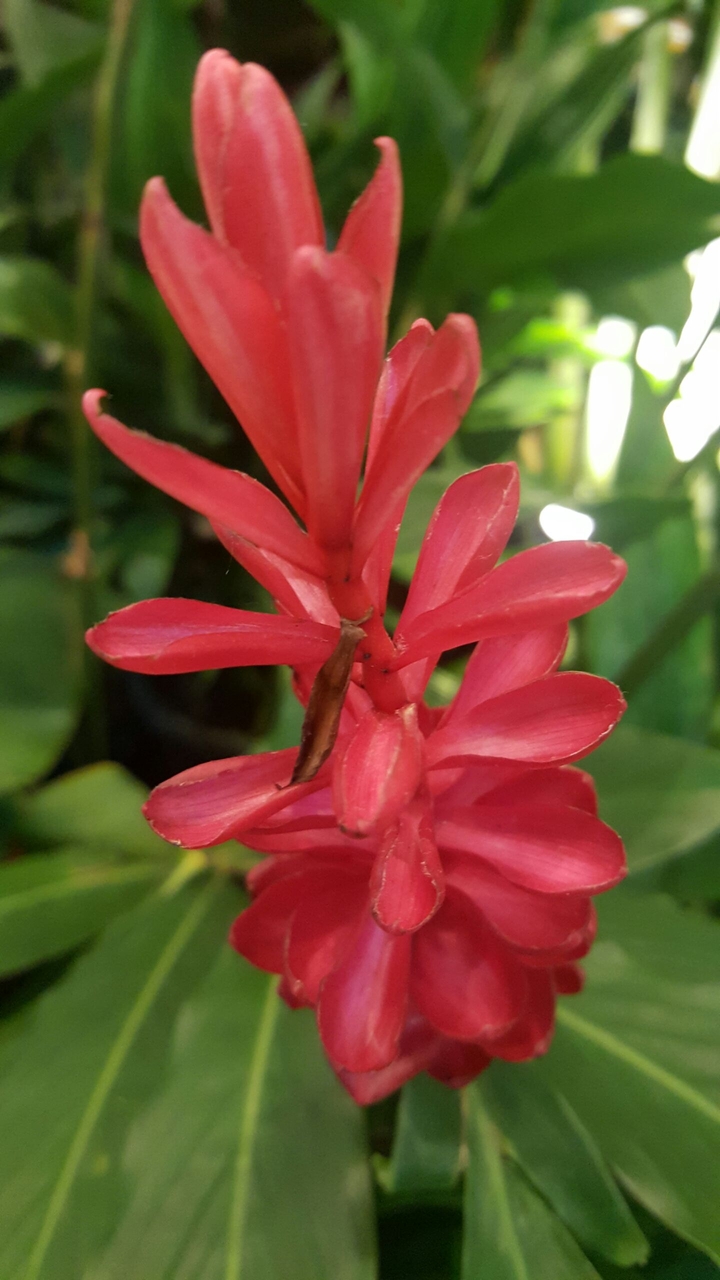 flower